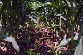 A photo of radish cover crops sown between rows of st和ing corn.